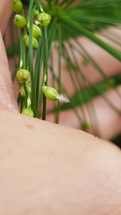 Stephostachys mertensii