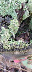 Cladonia fimbriata