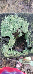 Cladonia fimbriata