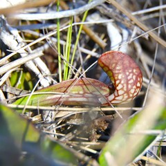 Sarracenia psittacina
