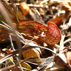 Sarracenia psittacina