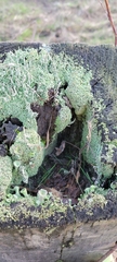 Cladonia fimbriata