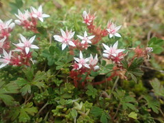 Sedum anglicum