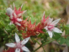 Sedum anglicum