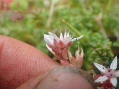 Sedum anglicum