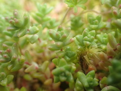 Sedum anglicum