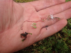 Sedum anglicum