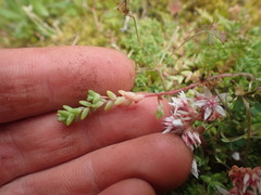 Sedum anglicum