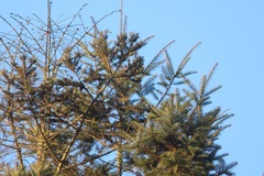 Abies guatemalensis