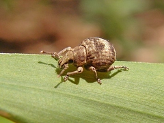 Pseudocneorhinus bifasciatus