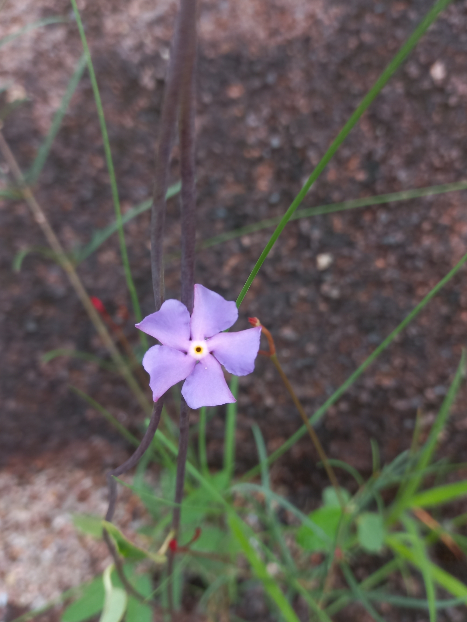 Mandevilla tenuifolia