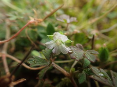 Geranium microphyllum
