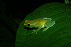 Sphaenorhynchus lacteus