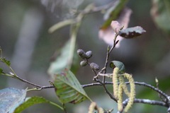 Alnus acuminata