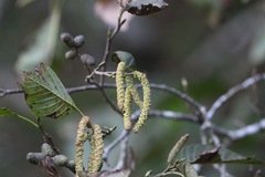 Alnus acuminata