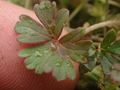 Geranium microphyllum