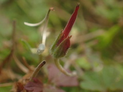 Geranium microphyllum