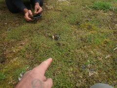 Geranium microphyllum