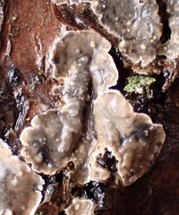 Stereum sanguinolentum