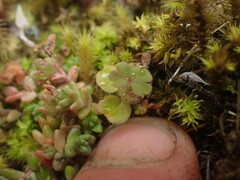 Geranium microphyllum