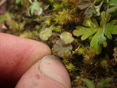 Geranium microphyllum