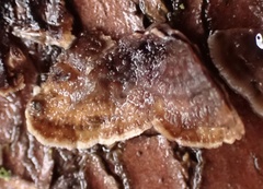 Stereum sanguinolentum