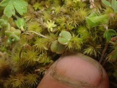 Geranium microphyllum