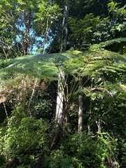 Cyathea arborea