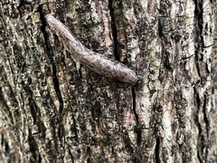 Megapallifera mutabilis