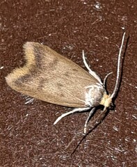 Tachystola acroxantha
