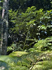 Cyathea arborea