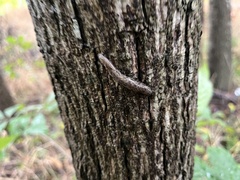 Megapallifera mutabilis