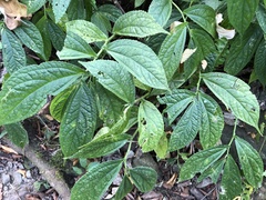 Elatostema platyphyllum