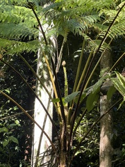Cyathea arborea