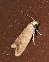 Tachystola acroxantha