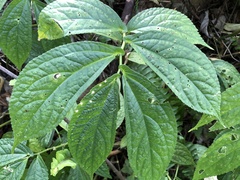 Elatostema platyphyllum