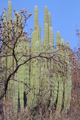 Pachycereus weberi