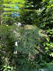 Cyathea arborea
