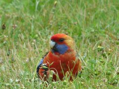 Platycercus elegans elegans × flaveolus