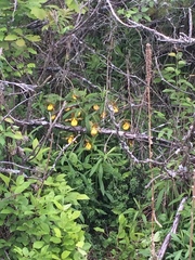 Cypripedium parviflorum pubescens