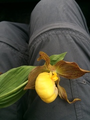 Cypripedium parviflorum pubescens