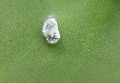 Dactylopius confusus