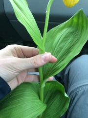 Cypripedium parviflorum pubescens
