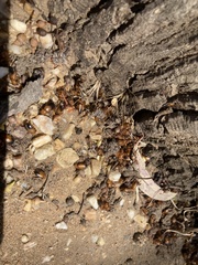 Phyllotocus macleayi