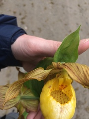 Cypripedium parviflorum pubescens