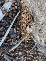 Phyllotocus macleayi