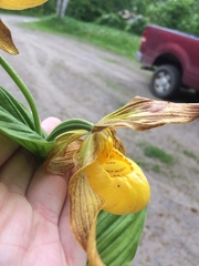Cypripedium parviflorum pubescens