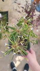 Biophytum fruticosum
