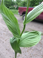 Cypripedium parviflorum pubescens
