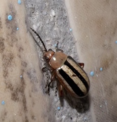 Disonycha leptolineata